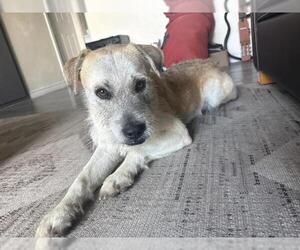 Mutt Dogs for adoption in San Antonio, TX, USA