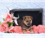 Small #2 Shiba Inu