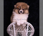 Small Photo #96 Pomeranian Puppy For Sale in WARSAW, IN, USA
