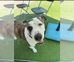 Small American Staffordshire Terrier