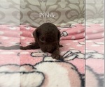 Puppy Pibble Poodle (Miniature)