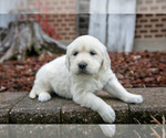 Small #1 English Cream Golden Retriever