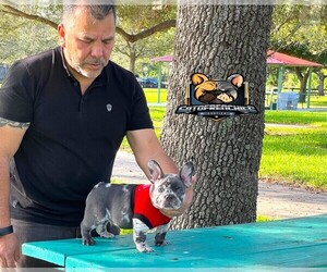 French Bulldog Puppy for sale in MIAMI, FL, USA