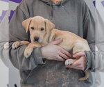 Small #1 Boxer Mix