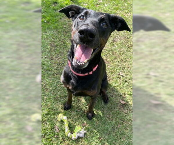 Medium Photo #4 Doberman Pinscher-Unknown Mix Puppy For Sale in Ventura, CA, USA