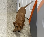 Small #3 Vizsla Mix