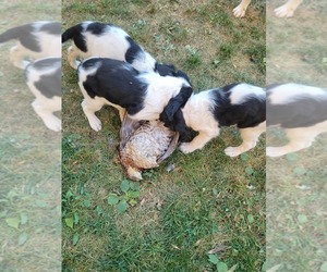 English Springer Spaniel Puppy for sale in AITKIN, MN, USA