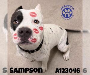 Mutt Dogs for adoption in HESPERIA, CA, USA