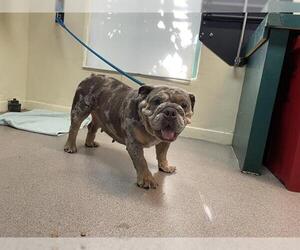 Bulldog Dogs for adoption in Pasadena, CA, USA