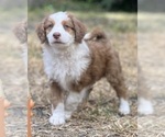 Puppy 1 Aussie-Poo-Miniature Bernedoodle Mix