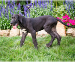 Puppy Preston Great Dane