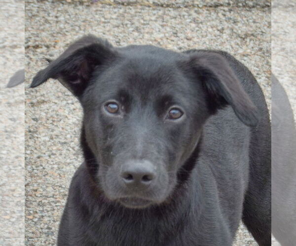 Medium Photo #3 German Shepherd Dog-Unknown Mix Puppy For Sale in Huntley, IL, USA