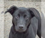 Small #2 German Shepherd Dog Mix