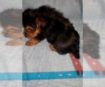 Small Photo #203 Yorkshire Terrier Puppy For Sale in AKRON, OH, USA