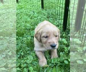 Golden Retriever Puppy for sale in MOREHEAD, KY, USA