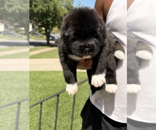 Medium Photo #8 Akita Puppy For Sale in CLINTON, MD, USA