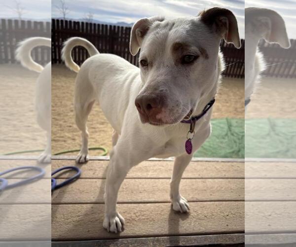 Medium Photo #1 Bull Terrier-Unknown Mix Puppy For Sale in Incline Village, NV, USA