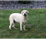 Wanda - Female Labrador Retriever Puppy for Sale - Photo #5