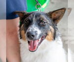 Small #6 Border Collie Mix