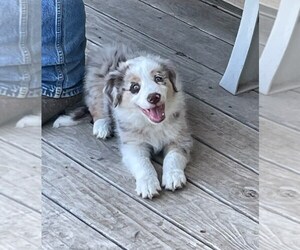 Border Collie Puppy for Sale in BRAYTON, Iowa USA