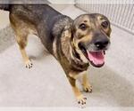 Small #2 German Shepherd Dog Mix