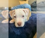 Small Photo #5 American Pit Bull Terrier-Unknown Mix Puppy For Sale in Spotsylvania, VA, USA