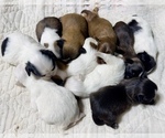 Image preview for Ad Listing. Nickname: Puppies