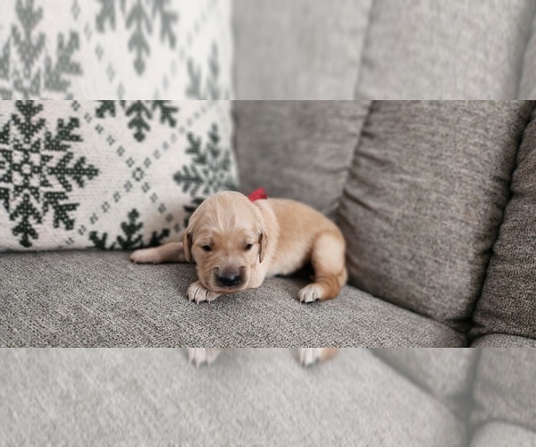 Medium Photo #3 Golden Retriever Puppy For Sale in THOMASTON, ME, USA