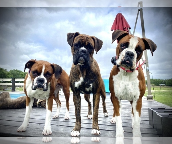 Medium Photo #10 Boxer Puppy For Sale in WAUCHULA, FL, USA