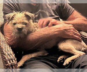 Barbie - Female Brussels Griffon-Unknown Mix Dog for Adoption - Photo #3