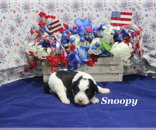 Medium Photo #4 Cavapoo Puppy For Sale in CHANUTE, KS, USA