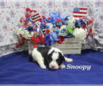 Small #3 Cavapoo