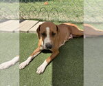 Small Basset Hound Mix