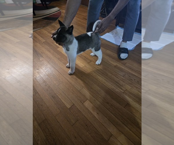 Medium Photo #1 Akita Puppy For Sale in ATLANTA, GA, USA