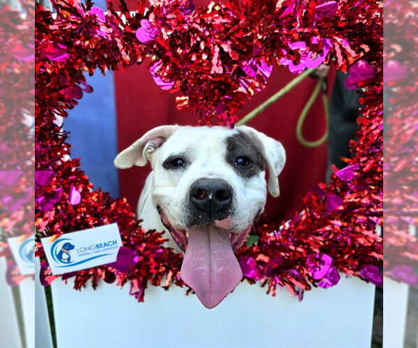 Medium Photo #3 American Bulldog-Unknown Mix Puppy For Sale in Long Beach, CA, USA