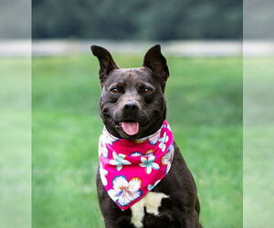Mutt Dogs for adoption in Unionville, PA, USA
