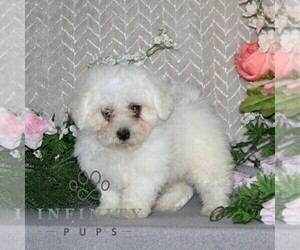 Bichon Frise Puppy for sale in RISING SUN, MD, USA