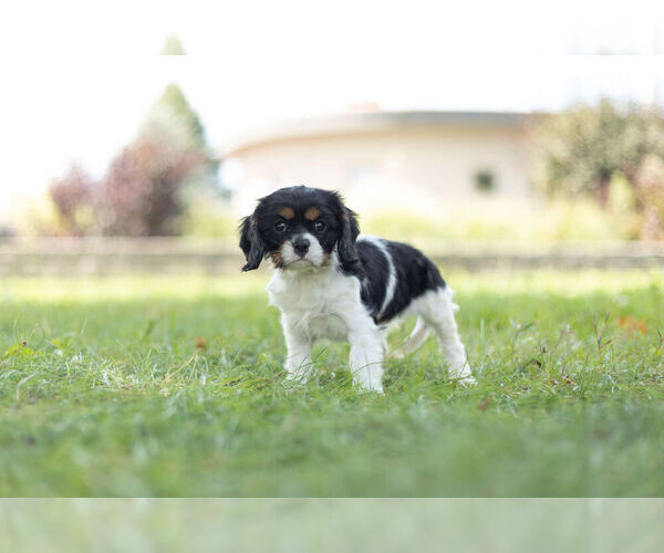 Medium Photo #6 Cavalier King Charles Spaniel Puppy For Sale in WARSAW, IN, USA
