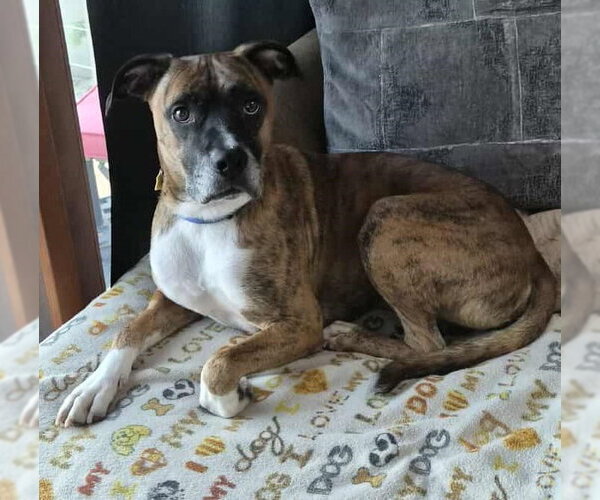 Medium Photo #6 Boxer Puppy For Sale in Burnsville, MN, USA
