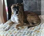 Small #5 Boxer