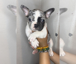 Puppy 4 French Bulldog