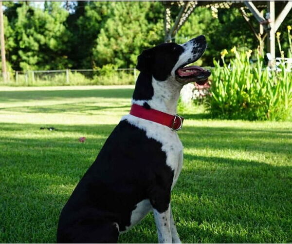 Medium Photo #4 Great Dane-Unknown Mix Puppy For Sale in Bullard, TX, USA