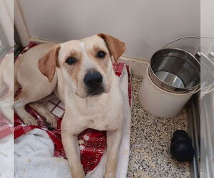 Labrador Retriever-Unknown Mix Dogs for adoption in Unionville, PA, USA