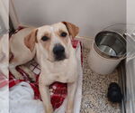 Small Labrador Retriever Mix