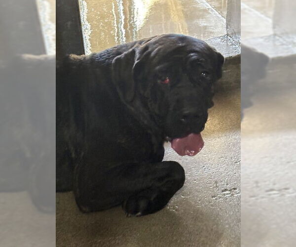 Medium Photo #1 Mutt Puppy For Sale in San Bernardino, CA, USA