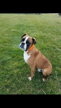Medium Photo #1 Boxer Puppy For Sale in CHAMBERSBURG, PA, USA