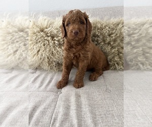 Goldendoodle Puppy for sale in MIAMI LAKES, FL, USA