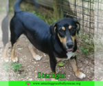Small #3 Coonhound Mix