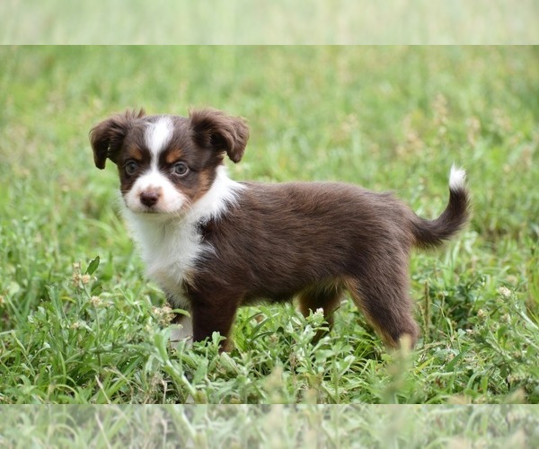 Medium Photo #4 Miniature Australian Shepherd Puppy For Sale in PALM COAST, FL, USA