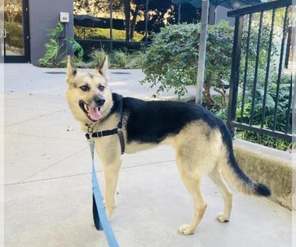 Medium Photo #2 German Shepherd Dog Puppy For Sale in Santa Barbara, CA, USA